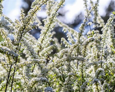 Spiraea growing guide: expert tips for success | Gardeningetc
