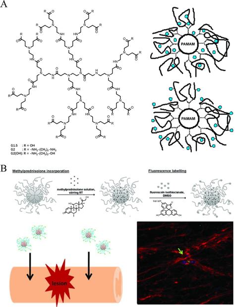 Schematic Illustration Of Dendrimers Structure And Their Drug Delivery