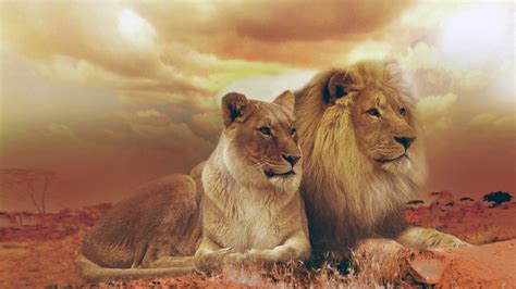 Lion and Lioness Wallpaper,HD Animals Wallpapers,4k Wallpapers,Images ...