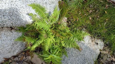 Sonoran Maiden Fern From La Paz B C S M Xico On October At