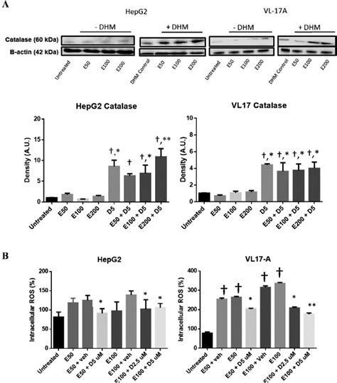 DHM Increases The Expression Of Catalase And Suppresses Ethanol