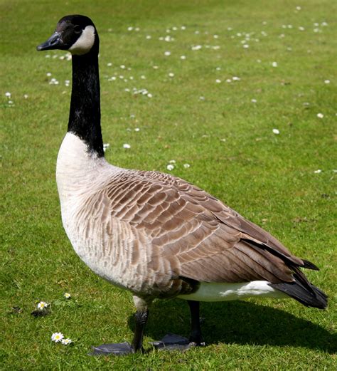 Canada Goose Animal Cruelty 2024 - Raye Valene