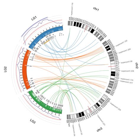 Hot Off The Press Genetic Differentiation Of Sex Chromosomes In Aedes Aegypti Research