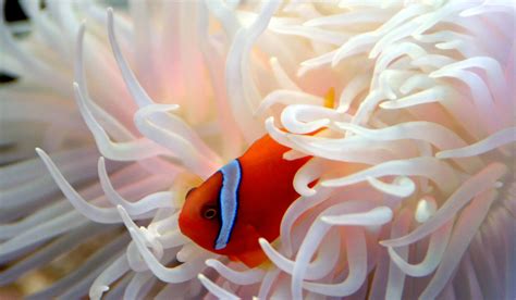 Finding Nemo May Become Even Harder Warming Waters Put Colourful