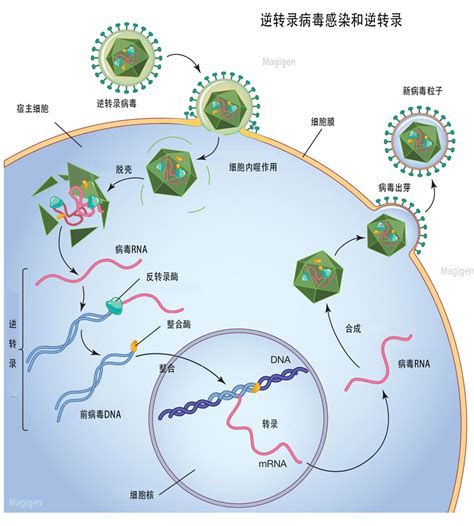 逆转录病毒和逆转录酶的机理和应用 美格生物，领先的ivd分子检测技术提供商！