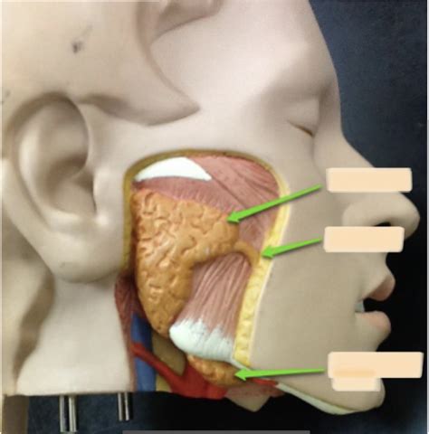 Glands 2 Diagram | Quizlet 