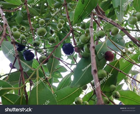 Black Java Plum Tree Syzygium Cumini Ubicaciondepersonascdmxgobmx