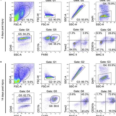 Gating Strategy For Facs Sorting Of Wound Macrophages Download