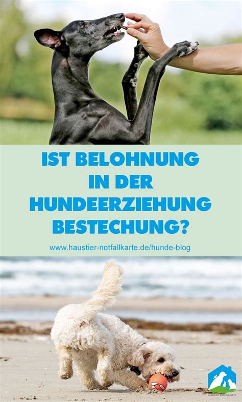 Den Hund Richtig Belohnen Hunde Hundeerziehung Hund Diy