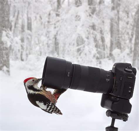 Canon Россия | Добро пожаловать на официальную страницу компании Canon ...