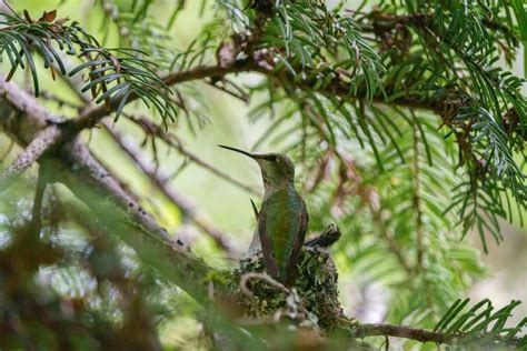 14 Different Types Of Bird Nests With Pictures