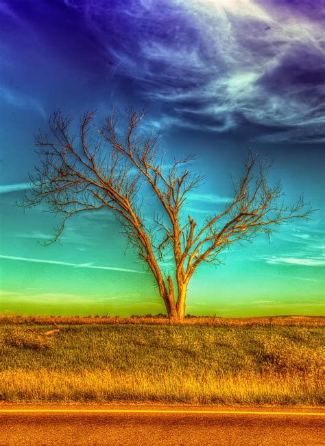 The Dreaming Tree Photograph By Caleb Mcginn Fine Art America