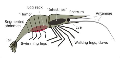 Shrimps Anatomy - Anatomical Charts & Posters