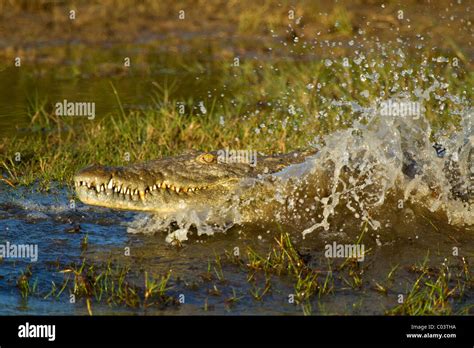 nile crocodile splashing  water south africa stock photo alamy