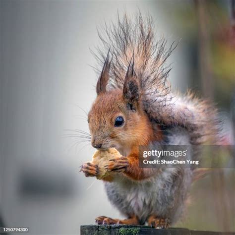 Funny Chipmunks Photos And Premium High Res Pictures Getty Images