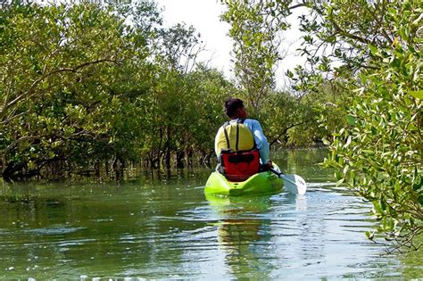 How to take a boat ride alongh the mangroves in Abu Dhabi