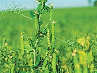 Inoculating legume crops | Farmer's Weekly