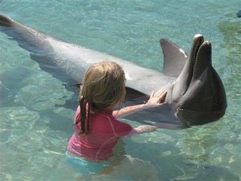 Moorea Dolphin Center Atualizado 2020 O Que Saber Antes De Ir Sobre