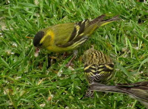 Siskins | Marnix's Bird Gallery