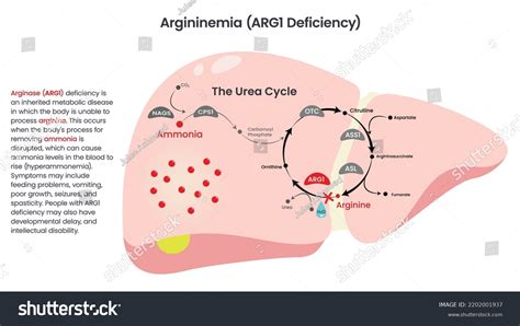 38 Ornithine Cycle Images, Stock Photos & Vectors | Shutterstock