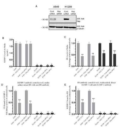 Blocking Heparanase Activity Or Expression Using Sirna Decreased Hs