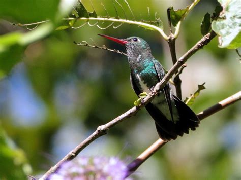 Foto Beija Flor De Garganta Verde Chionomesa Fimbriata Por Gustavo