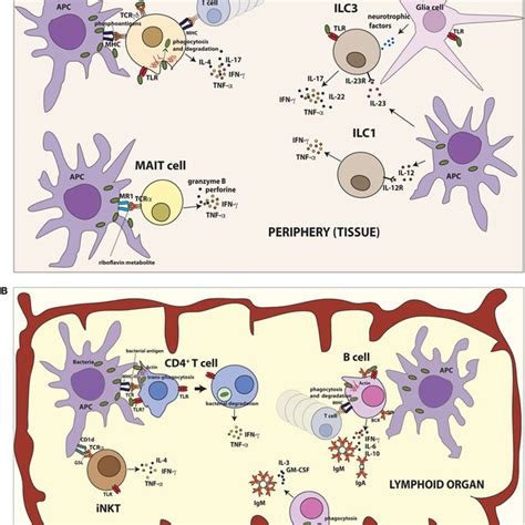 Innate Behaviors By Lymphoid Cells Summary Of Different Innate