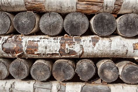 Birch logs stock photo. Image of tree, natural, building - 178239292