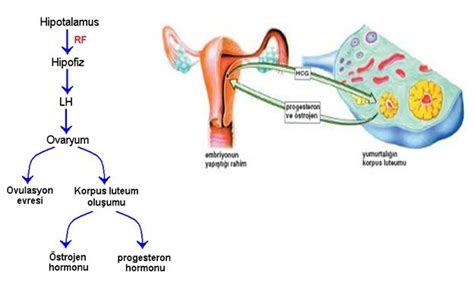 LH Hormonu Düşüklüğü Erkeklerdeki Normal Değerleri