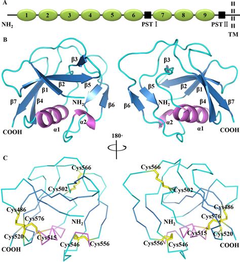 Crystal Structure Of The Fifth Scavenger Receptor Cysteine Rich Domain