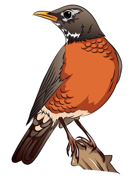 cartoon of american robin - Clip Art Library