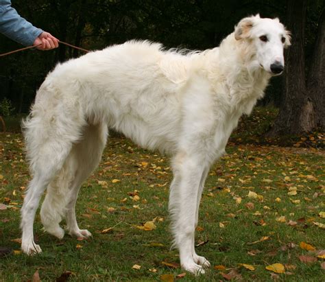 Borzoi Dog Info, Mixes, Temperament, Training, Puppies, Pictures