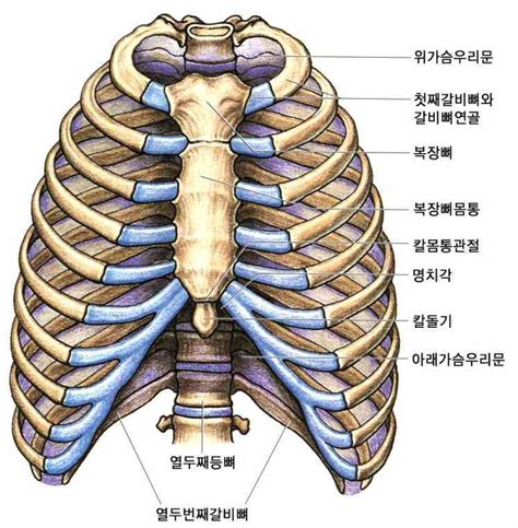 Anatomy Of Rib Cage And Sternum : KNS 332 Lab Exam 1 - Kinesiology 332 ...