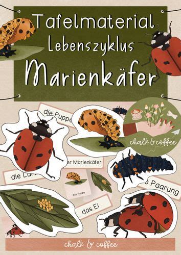 Tafelmaterial Lebenszyklus Marienkäfer Vom Ei zum Marienkäfer