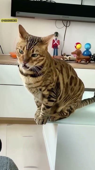 Cat Funny Moments 😸😸 Funnycat Funnycats Catsoftiktok Cattok