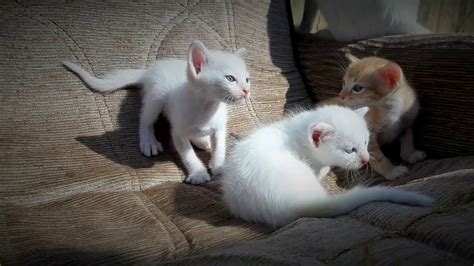 Anak Kucing Putih Kampung Lucu Bermata Biru Youtube