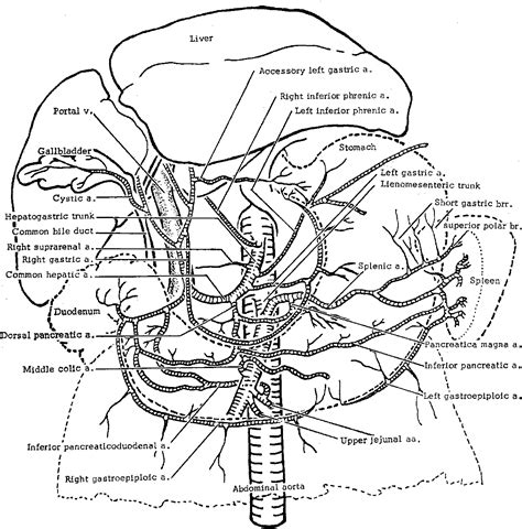 Figure 1 From A Case Of Splenic Artery Arising From The Superior Mesenteric Artery Semantic