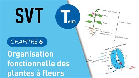 Terminale Svt Organisation Fonctionnelles Des Plantes Fleurs Youtube