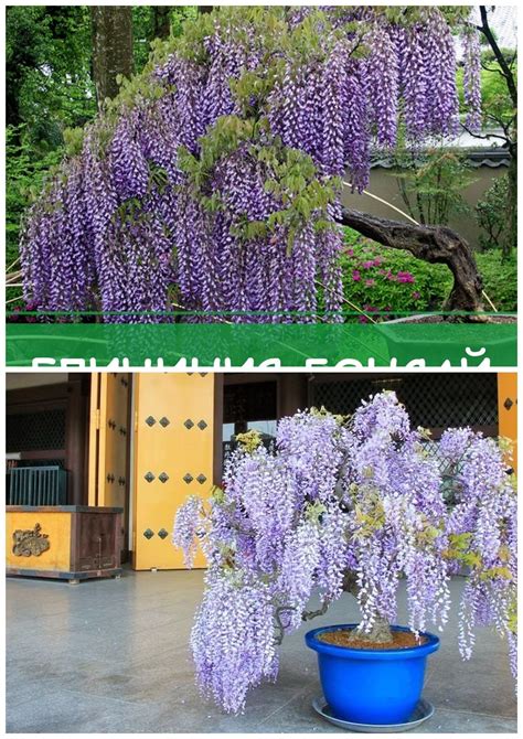 Бонсай Глициния: как вырастить Начинающие любители бонсаев, которые ...