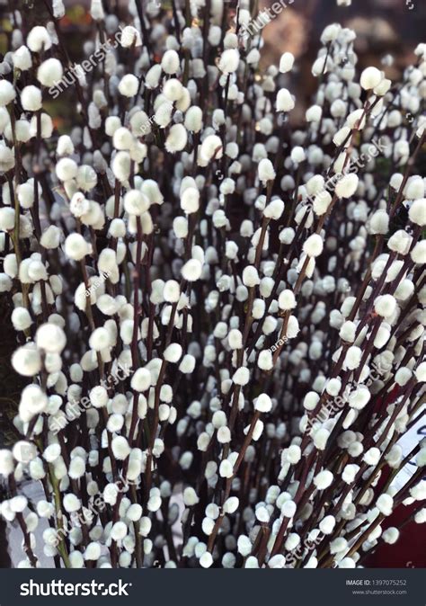 Willow Bouquet Pussy Willows Textures Stock Photo Shutterstock