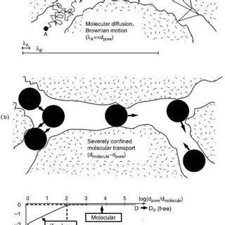 Schematic Representation Of The Different Diffusion Mechanisms In A