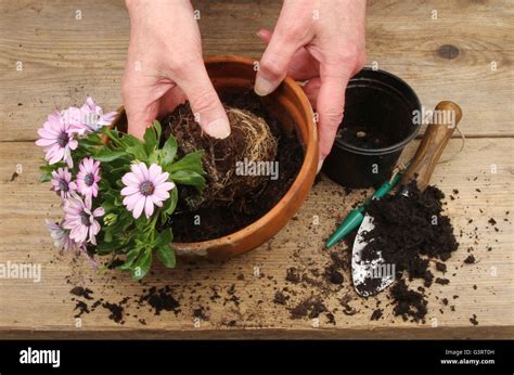 Potting A Plant Hi Res Stock Photography And Images Alamy