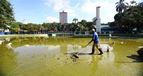 Limpeza De Lagos Do Parque Santos Dumont E Praça Riugi Kojima