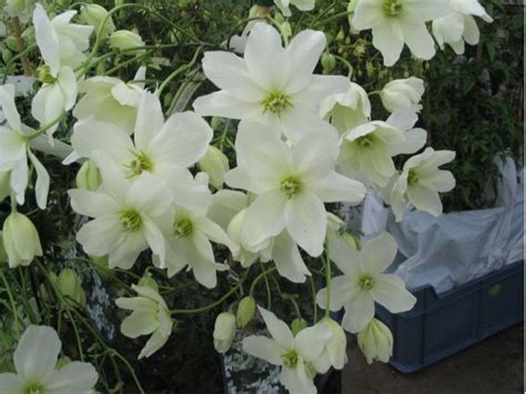 Clematis Avalanche Taylors Clematis Evergreen Fl Apr May Clematis Varieties Clematis Plants