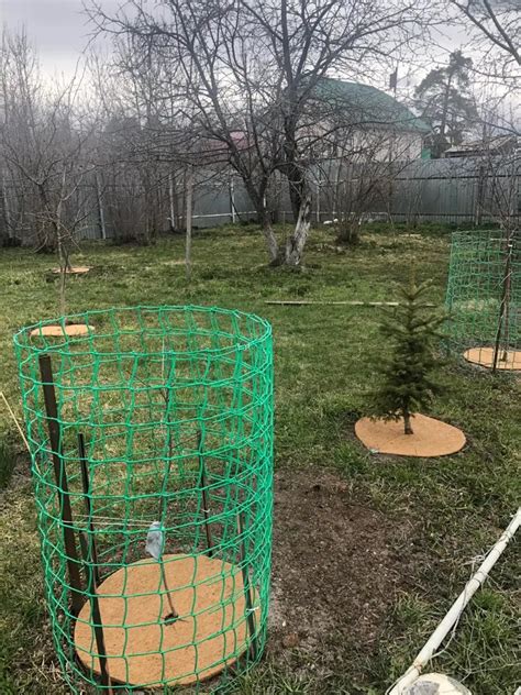 Приствольный Круг 50 см из Кокосового Волокна в Киеве -COIRA