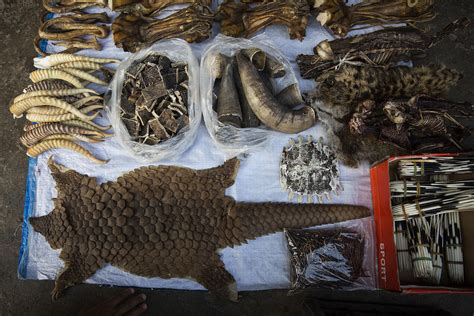 The Fatal Impacts Of The Illegal Wildlife Trade The Call To Conserve