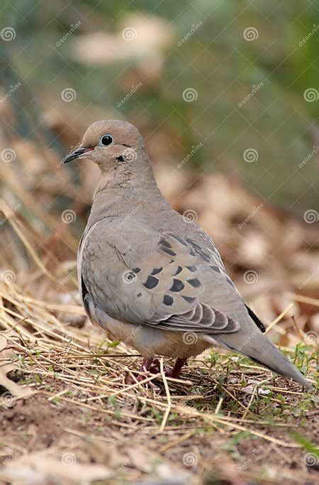 Mourning Dove Zenaida Macroura Stock Image Image Of Nature Avian