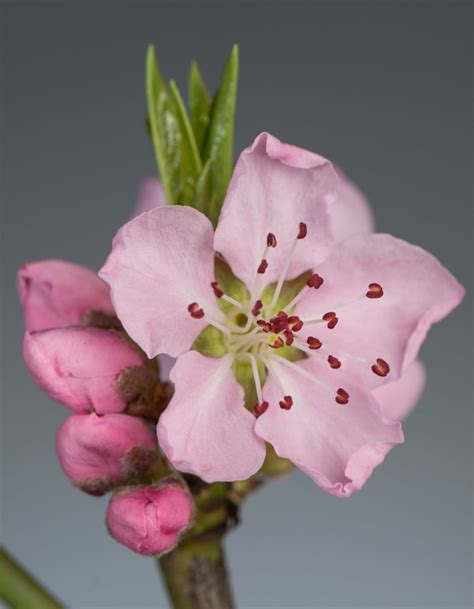 Weißer Pfirsich Ice Peach - Prunus persica Ice Peach günstig kaufen