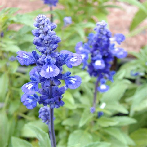 Amazon Qauzuy Garden Mealycup Sage Victoria Blue Flowering