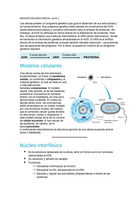 Biología Segundo Parcial BIOLOGÍA SEGUNDO PARCIAL parte 1 Las